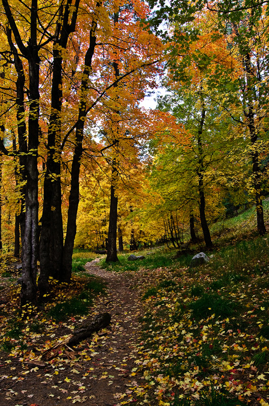 Autumn Pathways — Arizona
