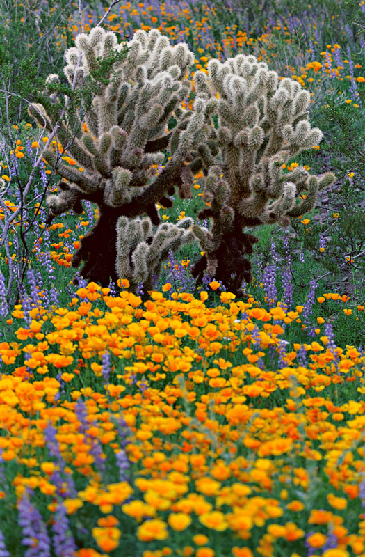Picacho Poppies — Arizona wildflowers