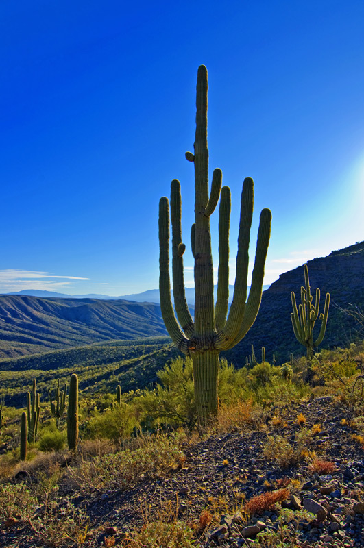 Saguaro cactus desert landscape in Southern Arizona